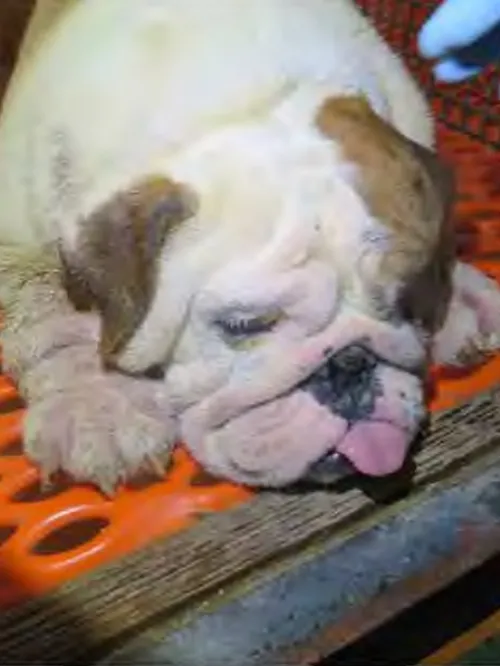 A dog observed at Stonehenge Kennel in Iowa, a puppy mill that appeared for the eighth time in the Horrible Hundred report in 2025 after years of issues for sick and injured dogs
