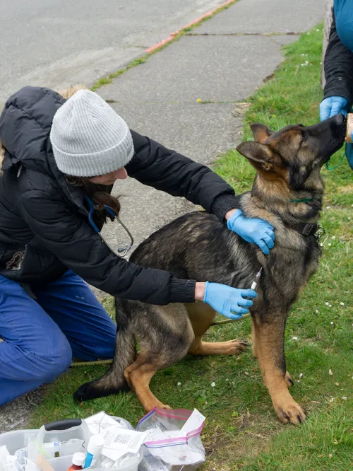 Volunteer CVT Heather Riggs feeding dog during vaccine administration by vol Dr HIlary Hooberman