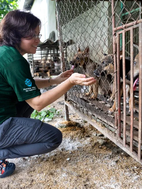 Dogs raised for meat in Viet Nam