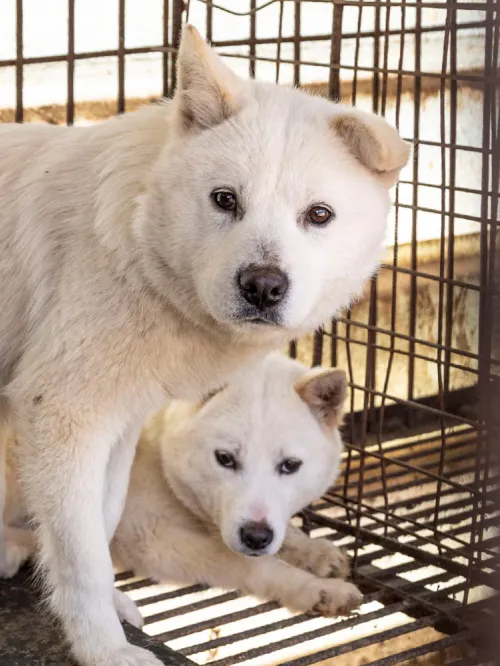Two frightened dogs in a rusty cage