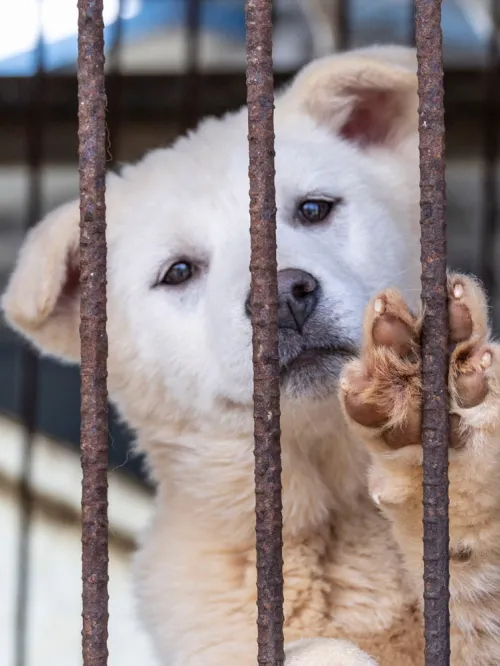 Sad fluffy dog on Cheongju City Dog Meat Farm