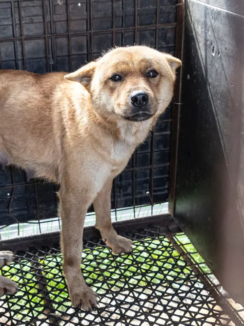 Frightened brown dog in cage on Cheongju City Dog Meat Farm