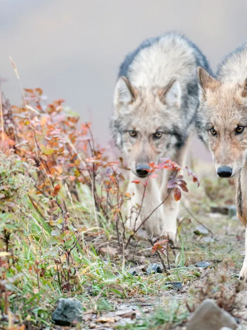 Two half-grown Gray Wolves from the Grant Creek Pack walking in Denali National Park