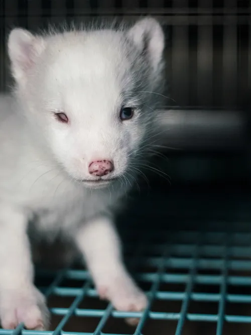 Photo taken on fur farm in Helsinki, Finland as part of an investigation into the cruelty of fur farming