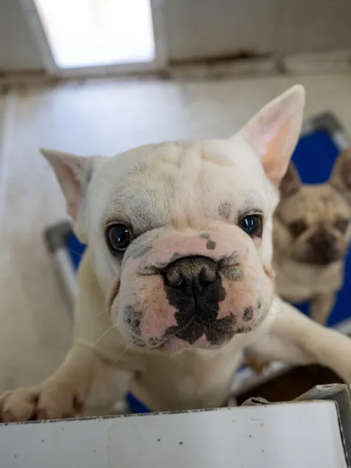Dog at puppy mill