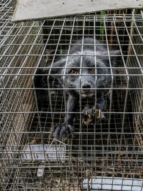 Fox on a fur farm