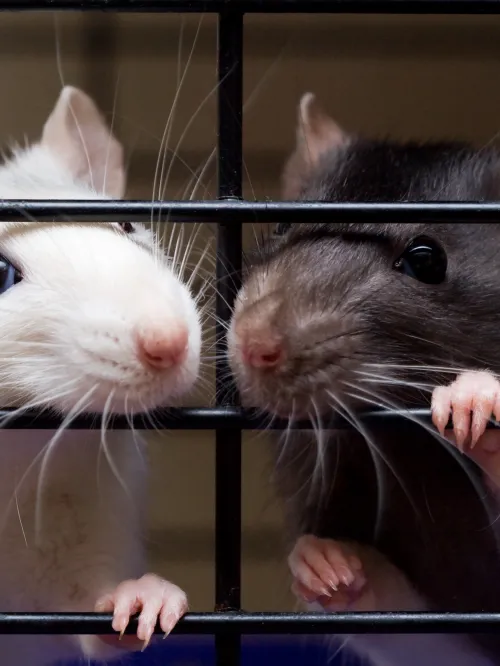 Two cute mice