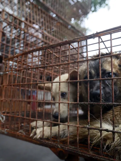 Dogs crowded in cage waiting to be transferred to a slaughterhouse