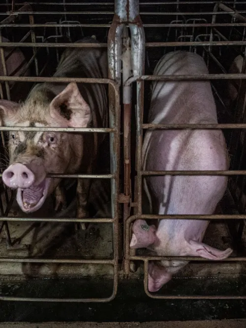 Pigs in gestation crates