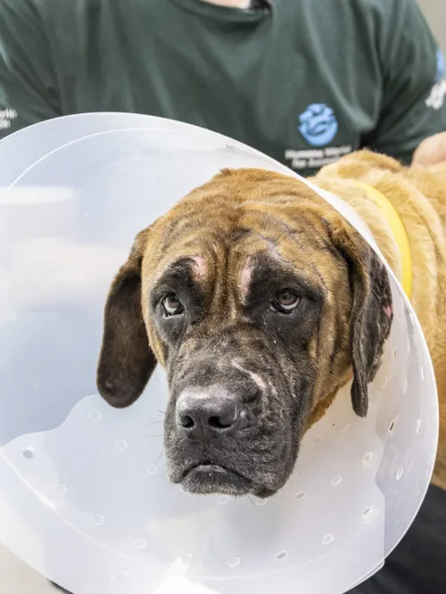 South Korea dog meat farm wildfire survivor healing in cone