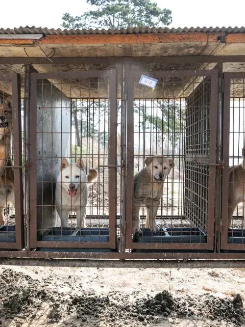 Dog meat farm