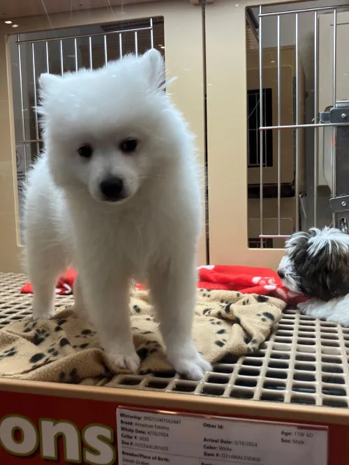 Puppy for sale at pet store.