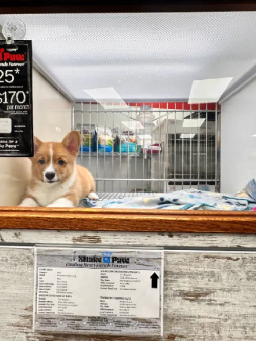 Puppy for sale at pet store.