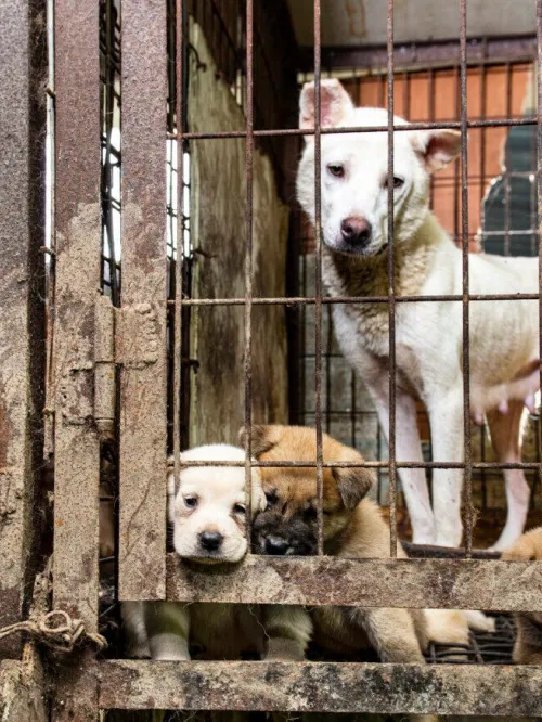Dog meat farm