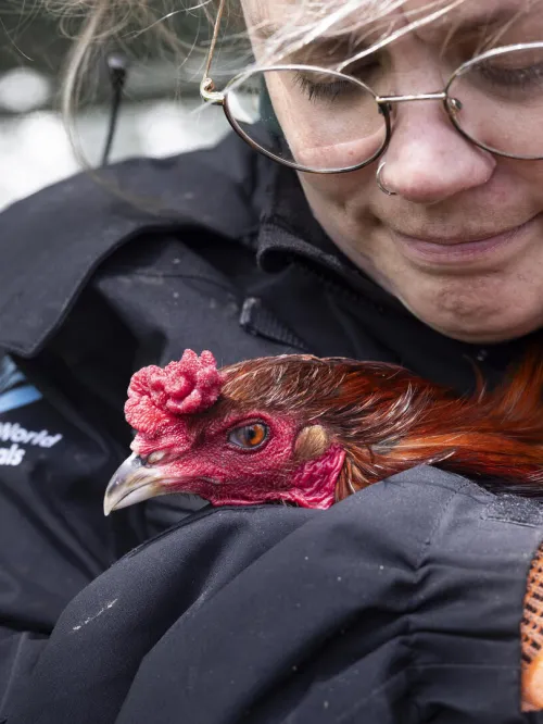 Woman holding a chicken