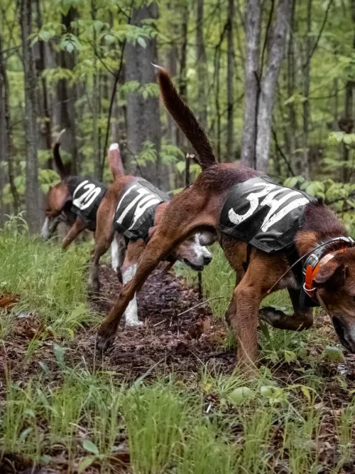 During a hunting contest, a pack of dogs thunder along a trail as they pursue captive animals in an enclosed "train and trial" pen. 