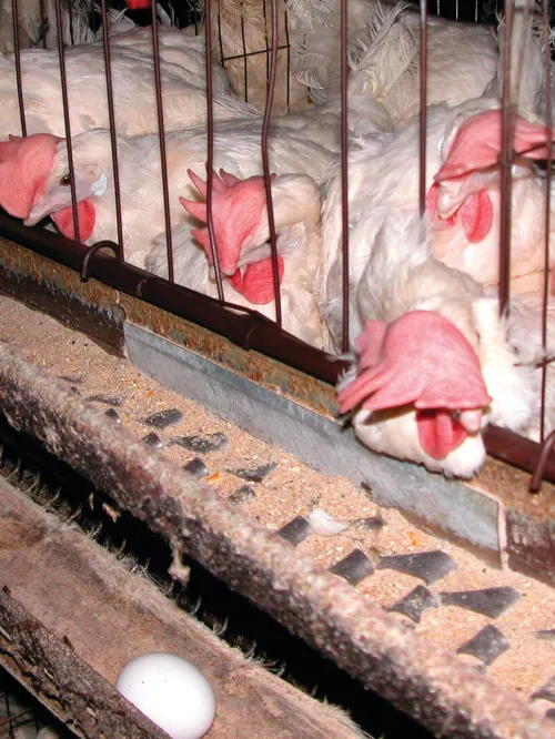 Hens in battery cages