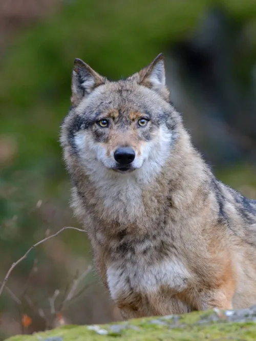 Wolf