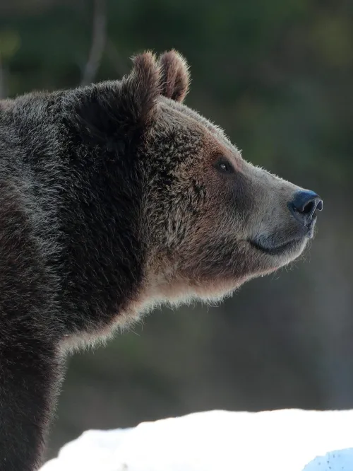 Bear