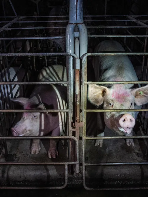 Pigs in gestation crates