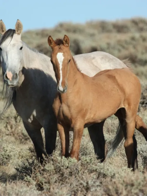 Horses in a field