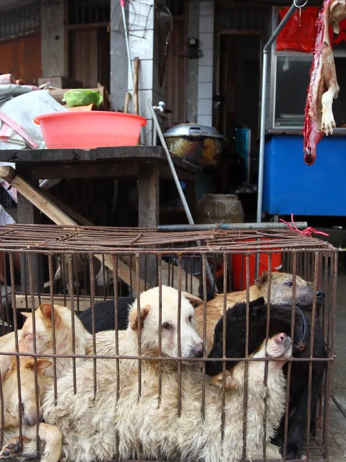 Dog trapped in cage