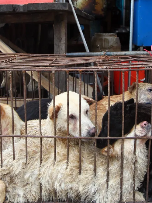 Dogs in cage, about to be slaughtered for meat 