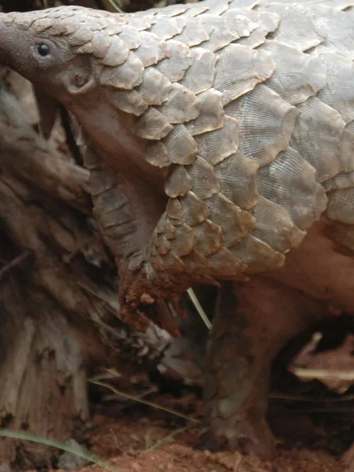 a pangolin in the wild
