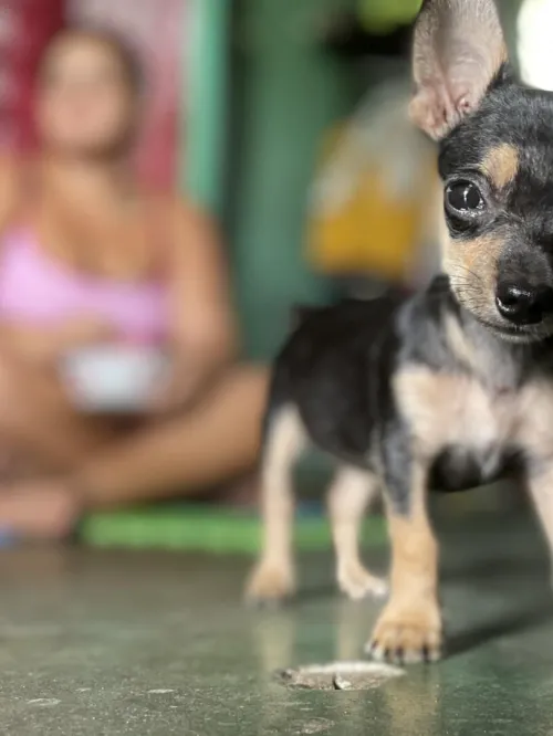 a small dog looking into the camera