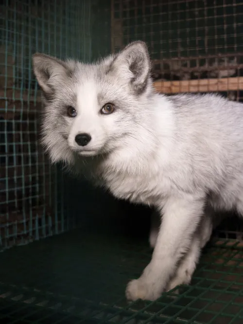 a white and grey fox in a cage