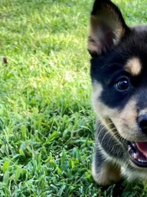 a dog running in the grass