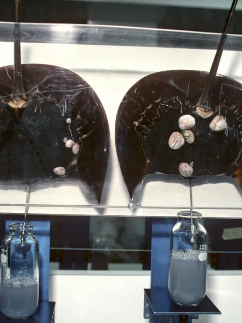 Scientists use technology to bleed Horseshoe Crabs (Limulus polyphemus) to extract blue, copper based blood.