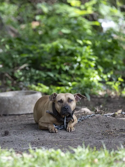 Dog chained outside