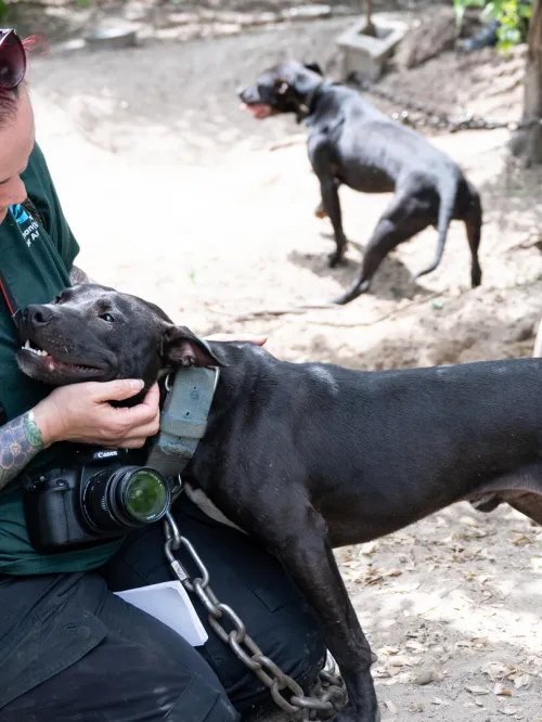 a person holding a dog