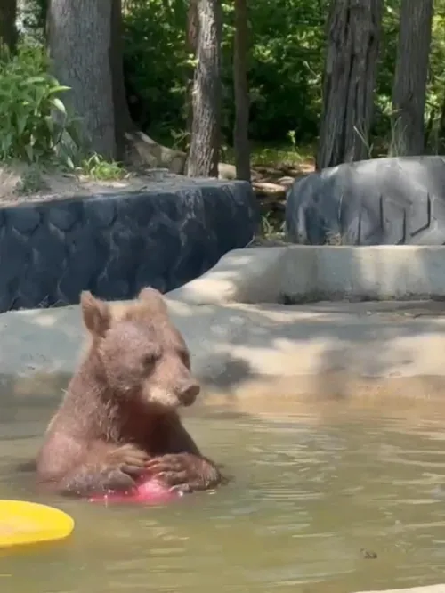 a bear in a wading pool holds a toy ball