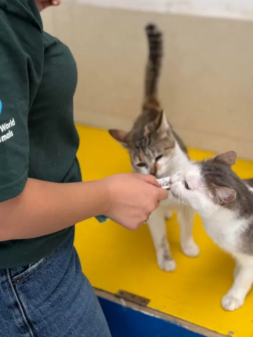 Cats in Mexico