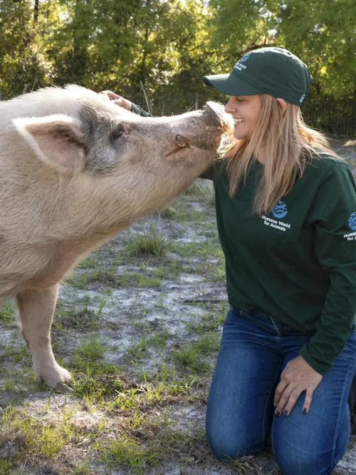 Pig with rescuer