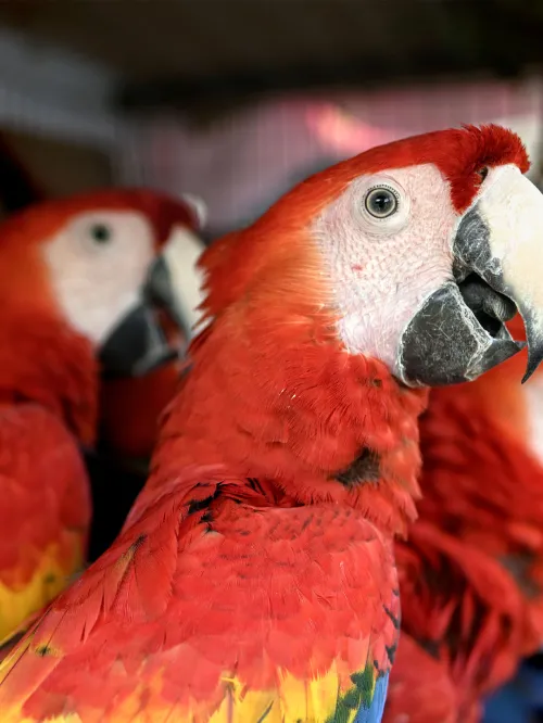 Several scarlet macaws wait in a cage until they are released back to the wild