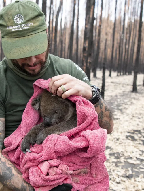 Rescuer holds koala after wildfires