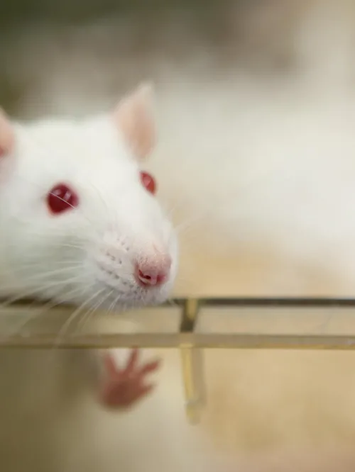 Mouse
