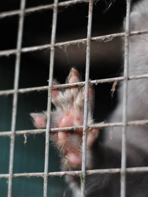 A close up photo of a mink in a dirty cage