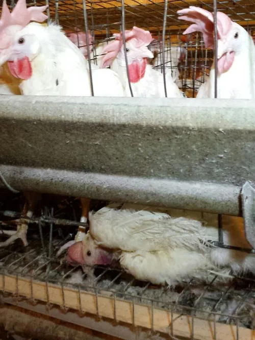 chickens confined in a factory farming environment