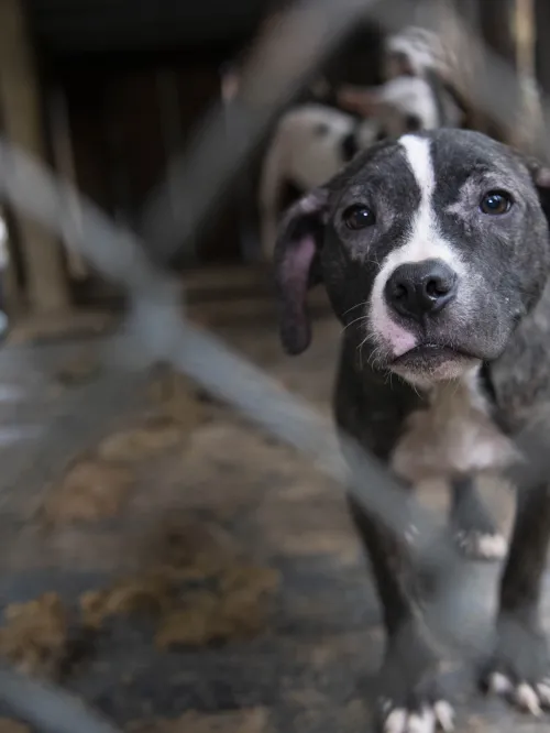 Dog in cage at large-scale alleged severe neglect case of approximately 140 dogs 