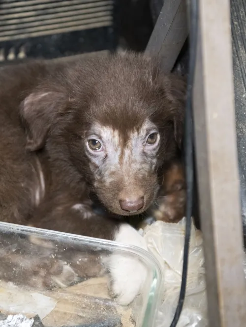 Puppy rescued from cruelty case