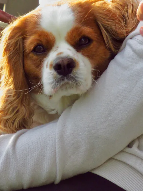 A woman holds her dog on her lap