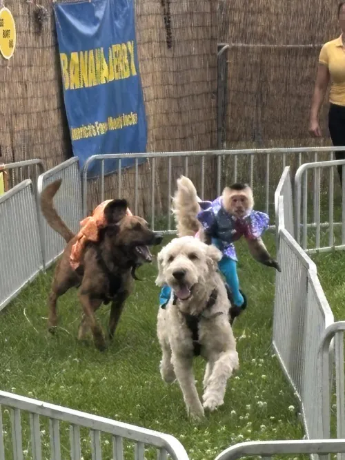 Capuchin monkeys strapped to the back of dogs, running in tight circles