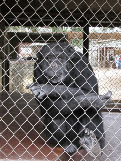 Chimp in cage