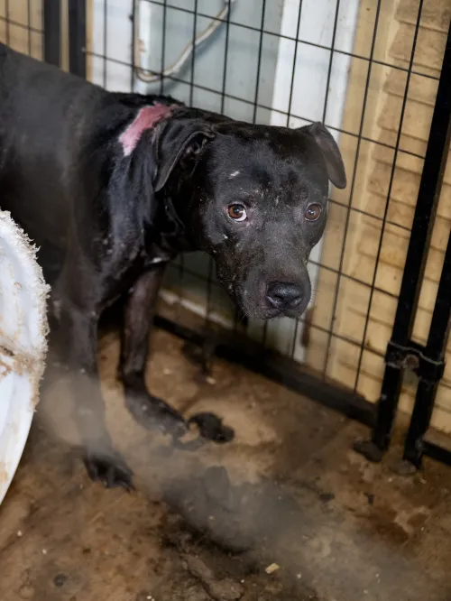 Black dog with scarring and injuries consistent with dogfighting
