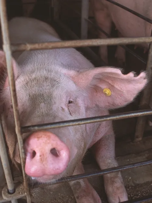 a pig in a cage