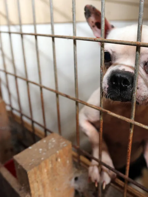A Boston terrier looks out of its cage